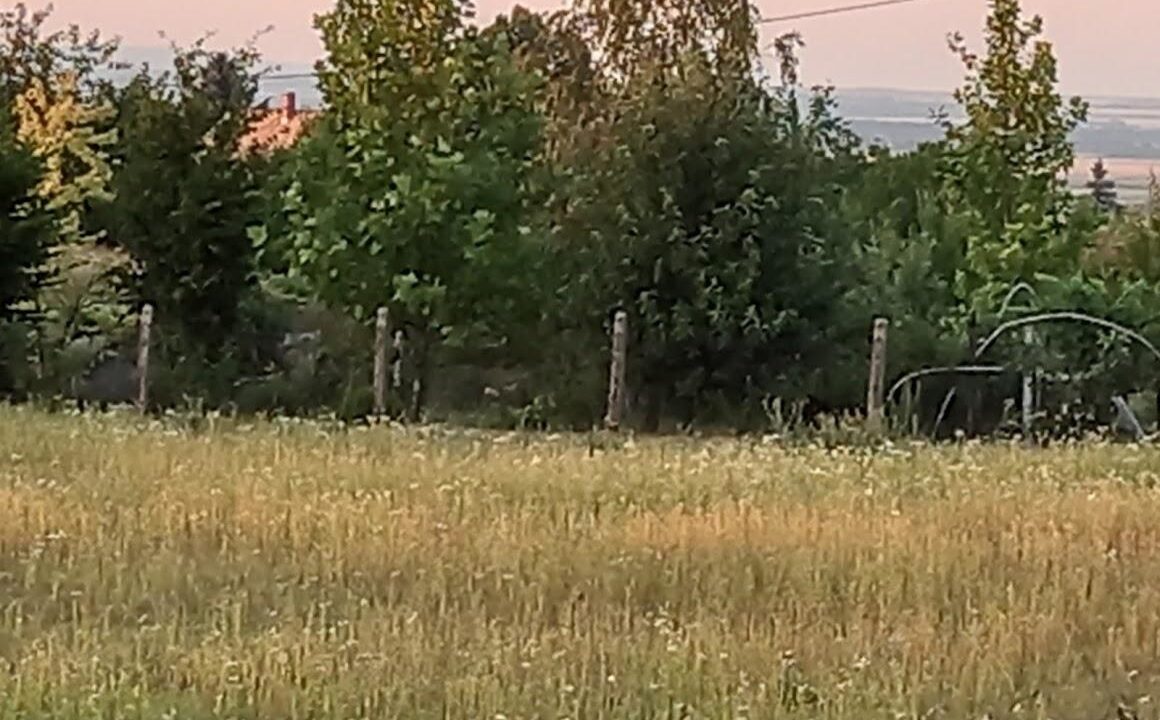 Sárszentmihály 1 (2)